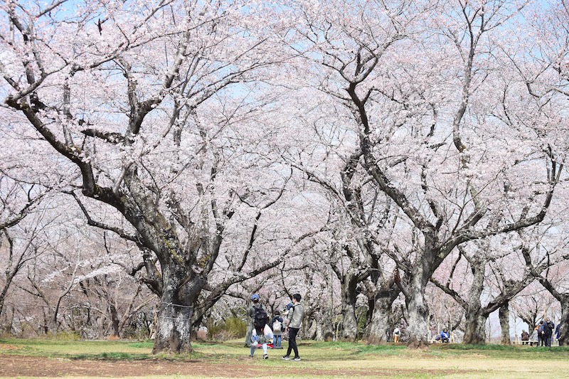 さくら山の写真