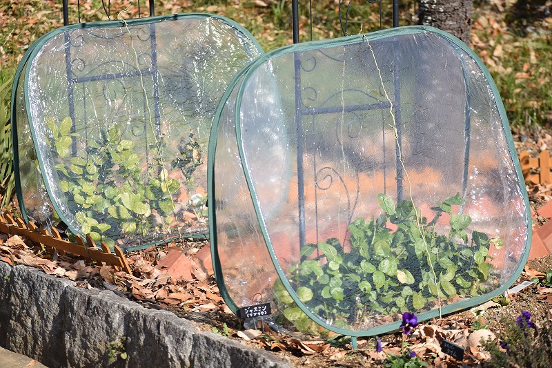 あけぼの山農業公園・あけぼの山公園 | 【花壇の冬支度】2025年12月21日